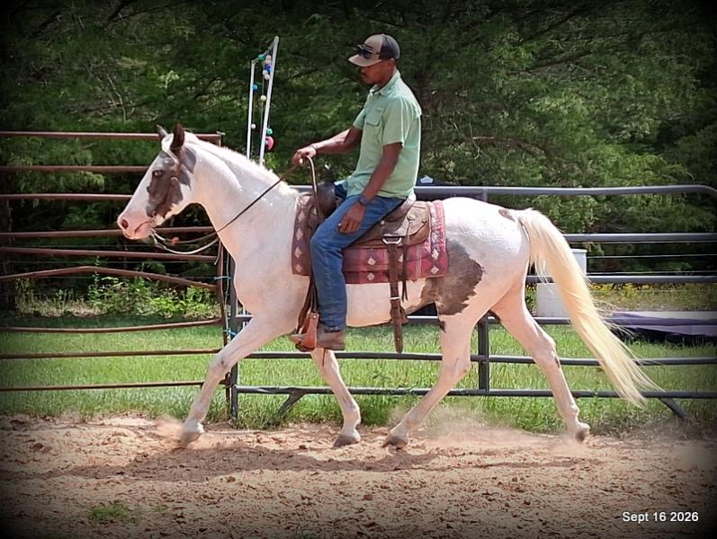 💚 Cosmo | Kid-Safe Spotted Gaited Gelding