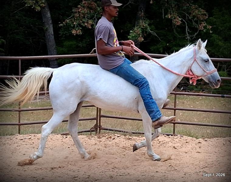 💛 🐴 Wisp • Beginner Safe, Smooth & Gentle Trail Mare 💛