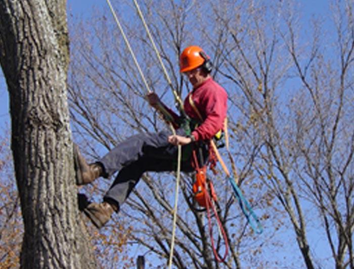 WHY A TREE PROFESSIONAL IS THE BEST OPTION
