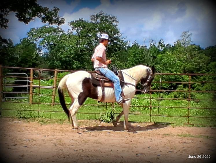 Meet Patrick – The Perfect Family Gelding!