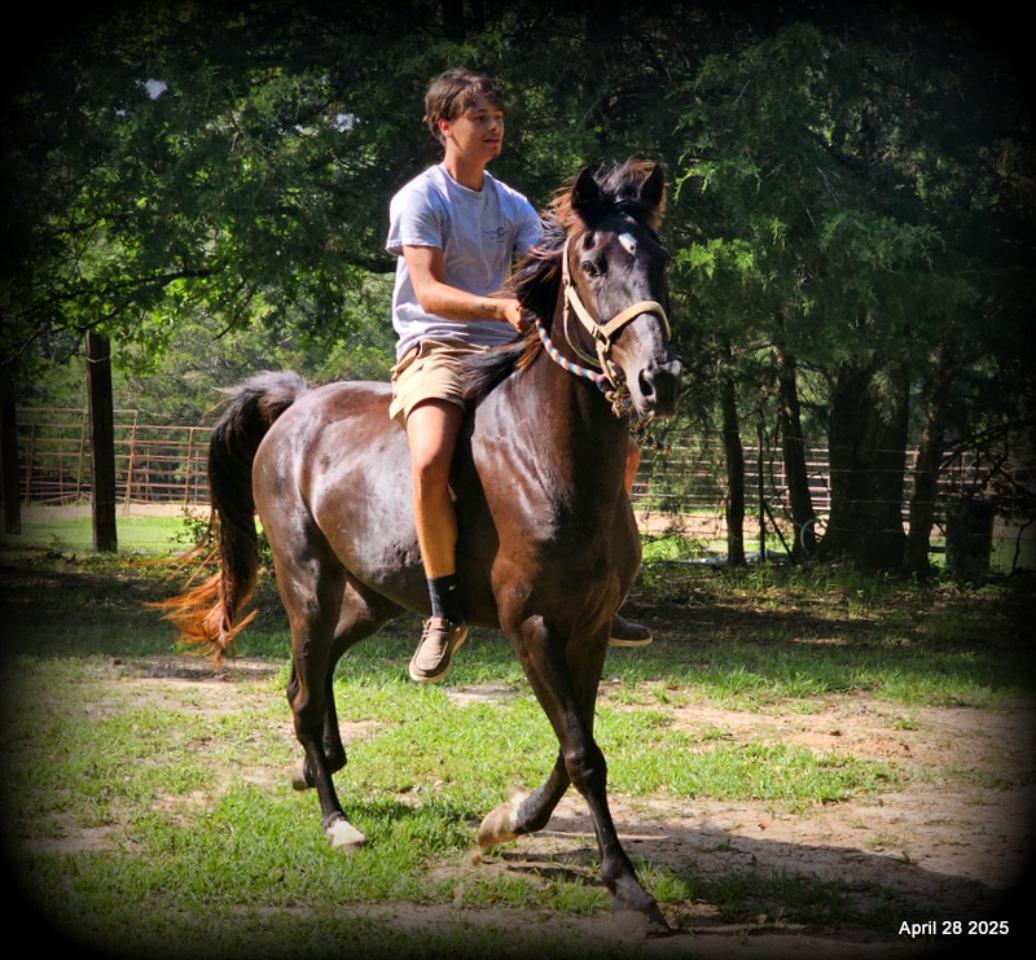 Midnight ***Gentle, Gaited Trail Gelding