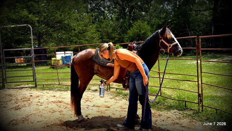 💛Bugs💛Smooth-Gaited Trail Mare 🌟