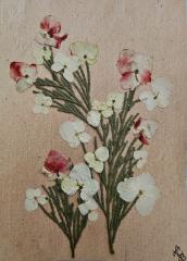 Meadow Series Cards 10 pack print cards
