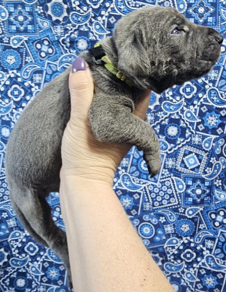 Blue Male Yellow Collar
