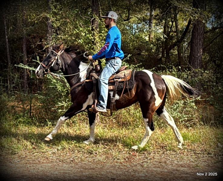🧡Ragan🧡🎄 ✨ A Christmas Dream Horse Looking for Her Forever Home ✨ 🎄