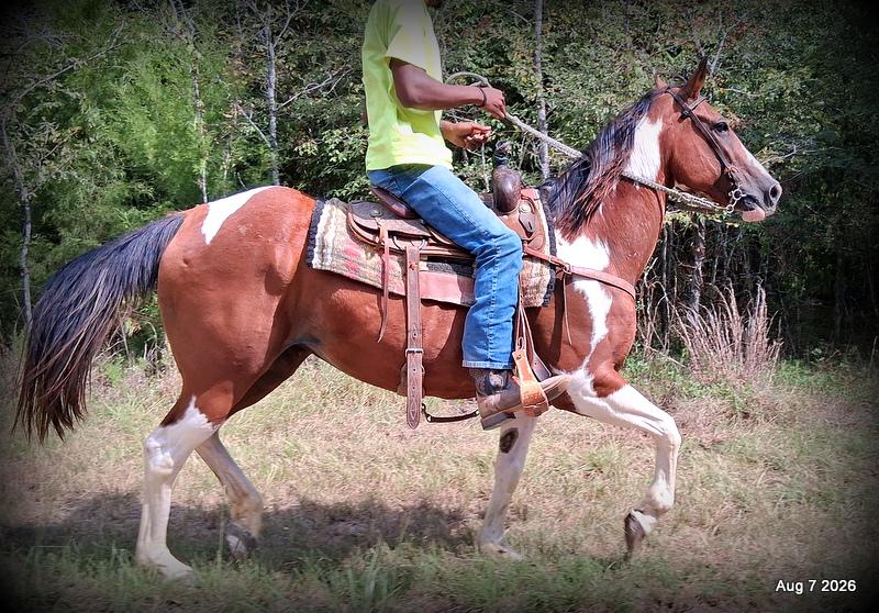 💛Milly • Confident, Smooth & Ready for the Trail 💛