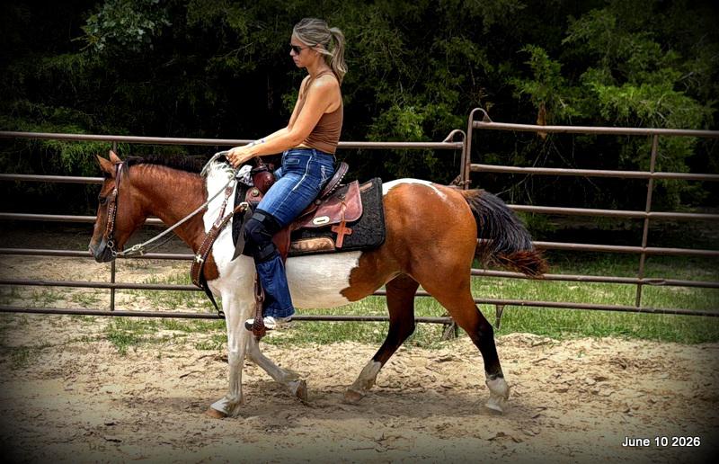 🧡Coca🧡Solid, Sensible Trail Mare 🌟