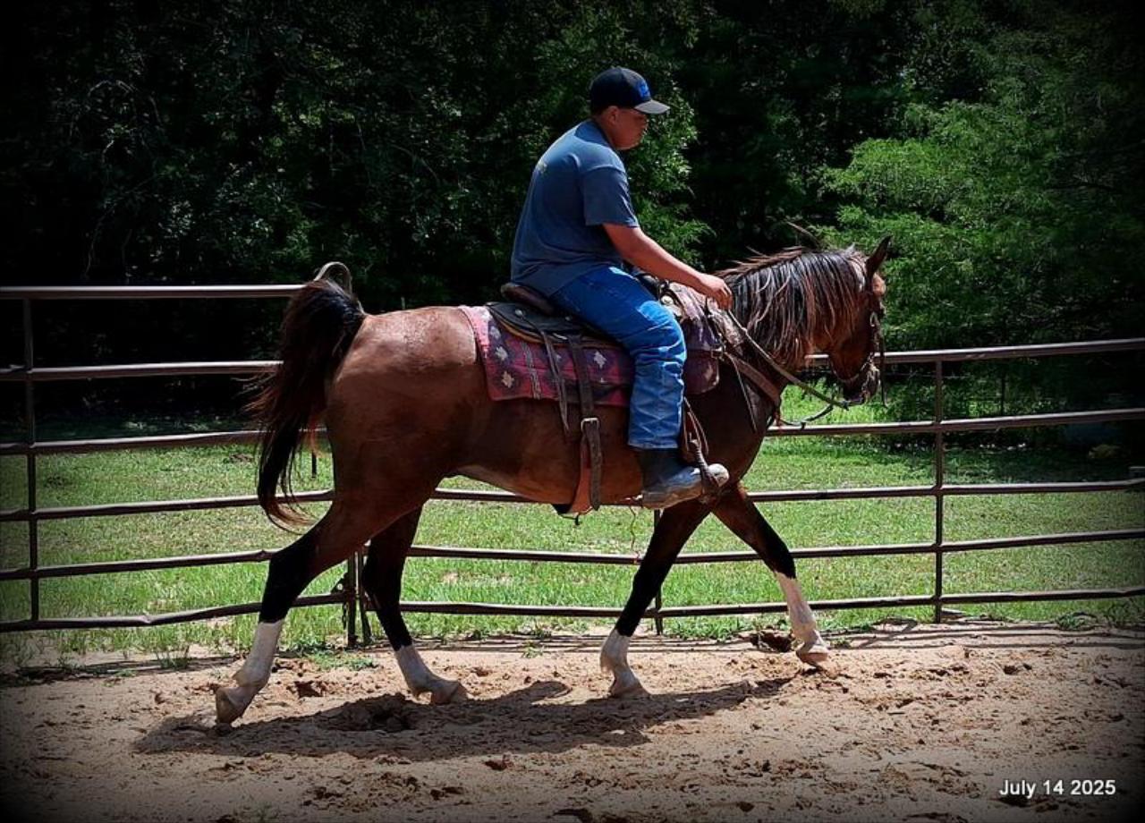 Cash- 11 Year Old Arabian Cross