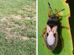 Tailoring Lawn Insect Control
