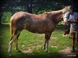 Strawberry – The Sweetheart You’ve Been Looking For