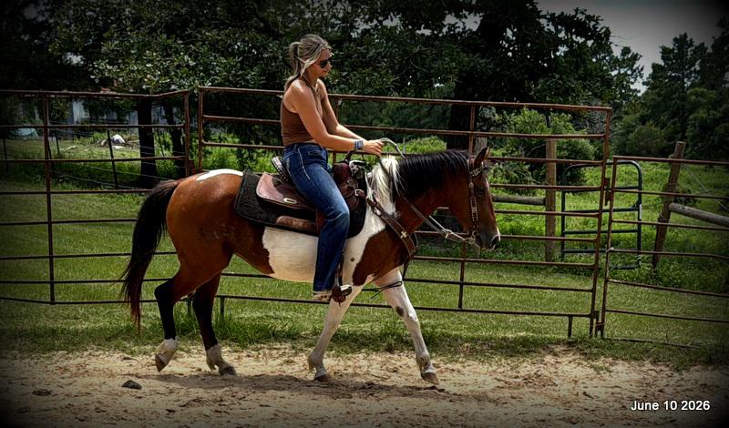 🧡Coca🧡Solid, Sensible Trail Mare 🌟