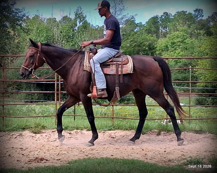 💚 Cat | Kid & Beginner Safe Family Trail Mare