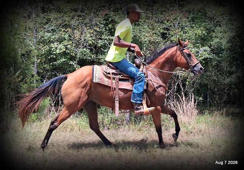 💚Sable • Beginner Safe & Family Safe Mare💚