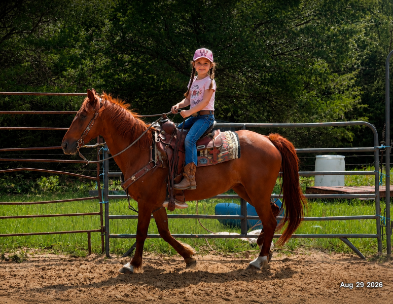 💚🐴 Cricket • Kid Safe & Beginner Safe Family Mare💚