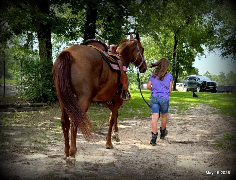 ❤️Mocha❤️Mare with a Story Still Being Written 🌟