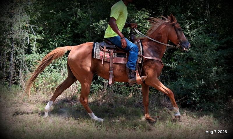 💚Blair • Beginner Safe, Seasoned Trail Mare💚