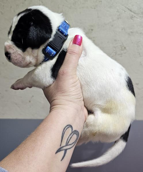 Piebald Male Blue Collar (SOLD)