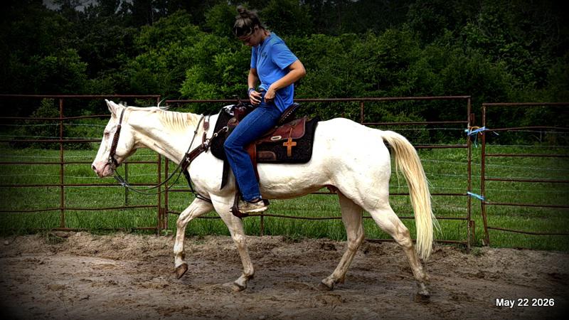 💚Prince💚Meet Prince: Your Dream Riding Partner! 👑