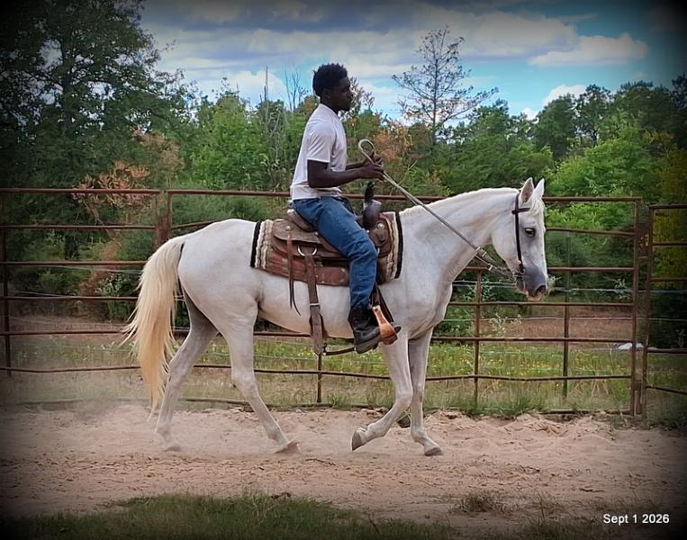 💛 🐴 Wisp • Beginner Safe, Smooth & Gentle Trail Mare 💛