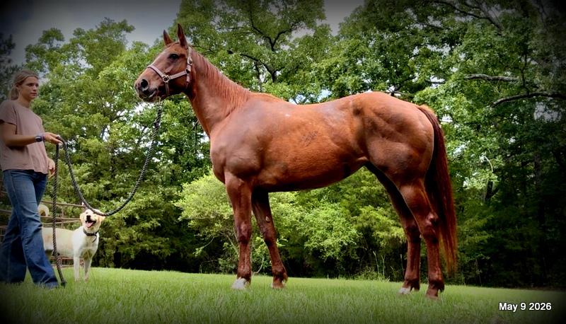❤️Mocha❤️Mare with a Story Still Being Written 🌟