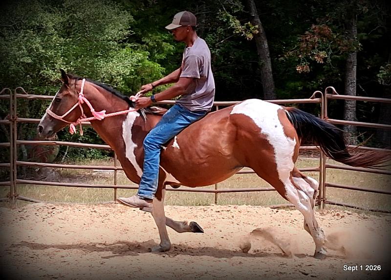 💛 🐴 Milly • Beginner Safe, Confident & Smooth Trail Mare💛
