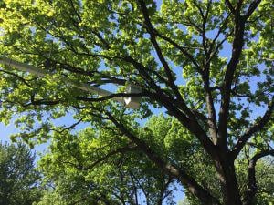 Tree Trimming