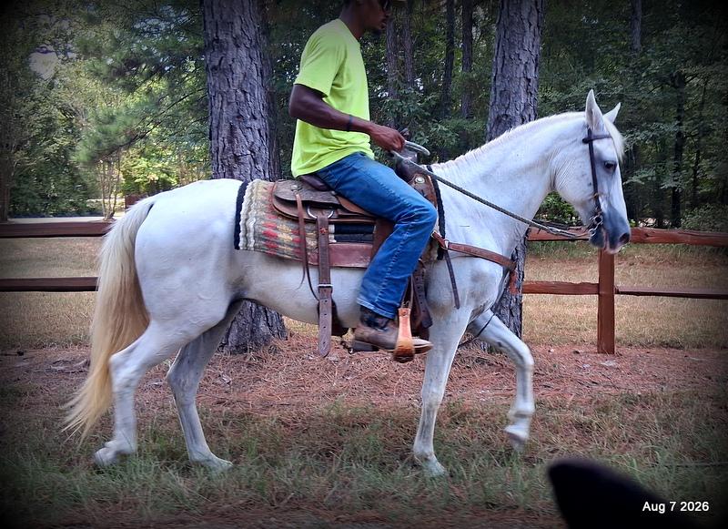 💚Wisp • Beginner Safe, Smooth & Dependable Trail Mare💚