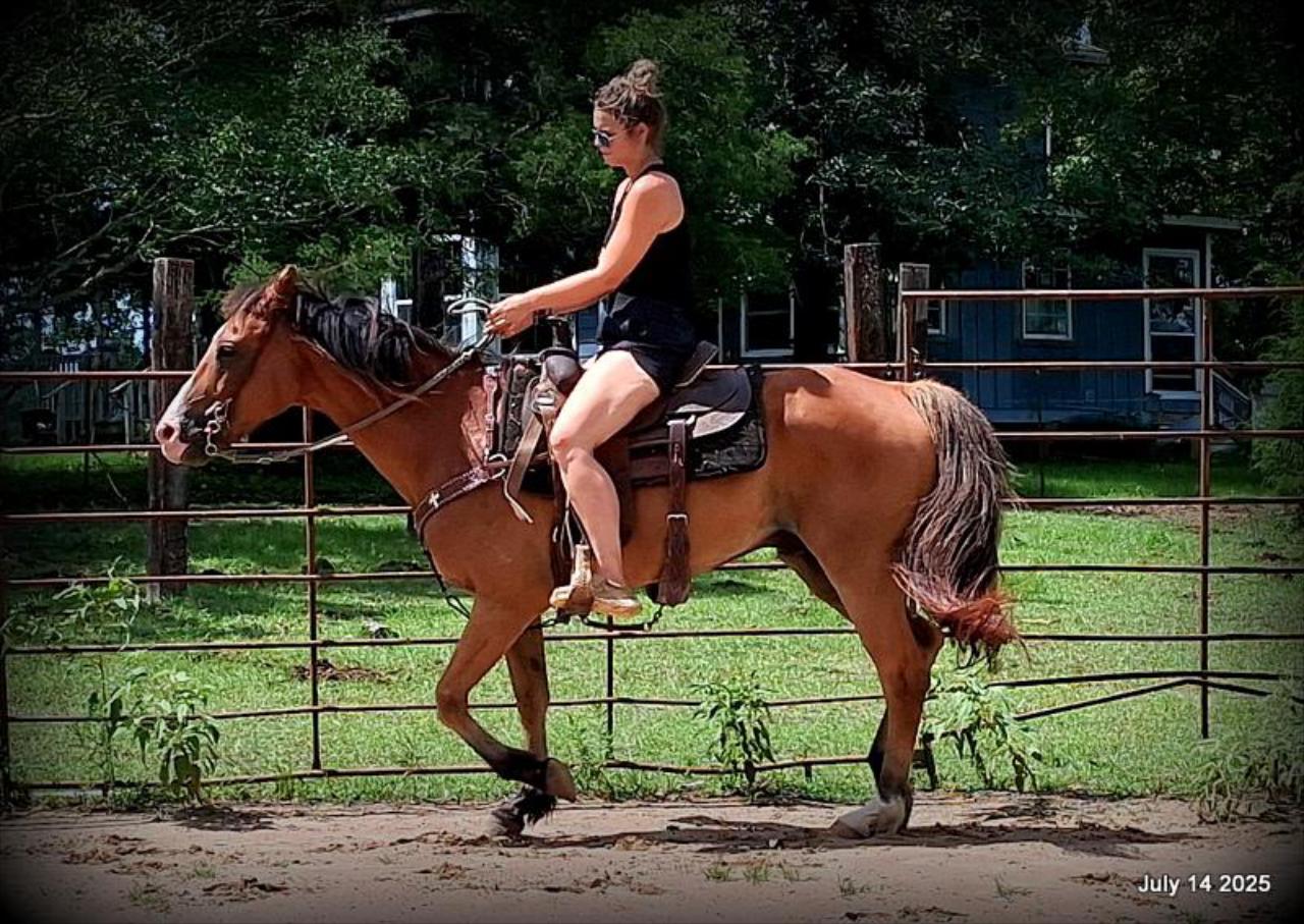 Bailey – Sweet Bay Gelding with a Heart of Gold