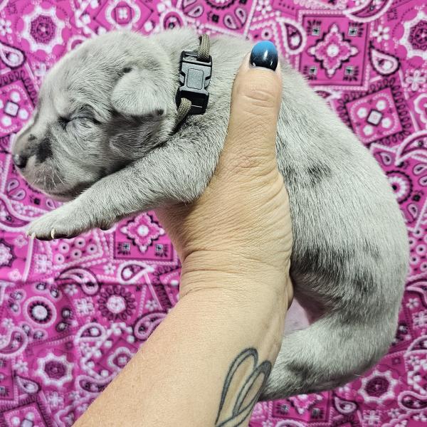 Blue Merle Female Gray Collar
