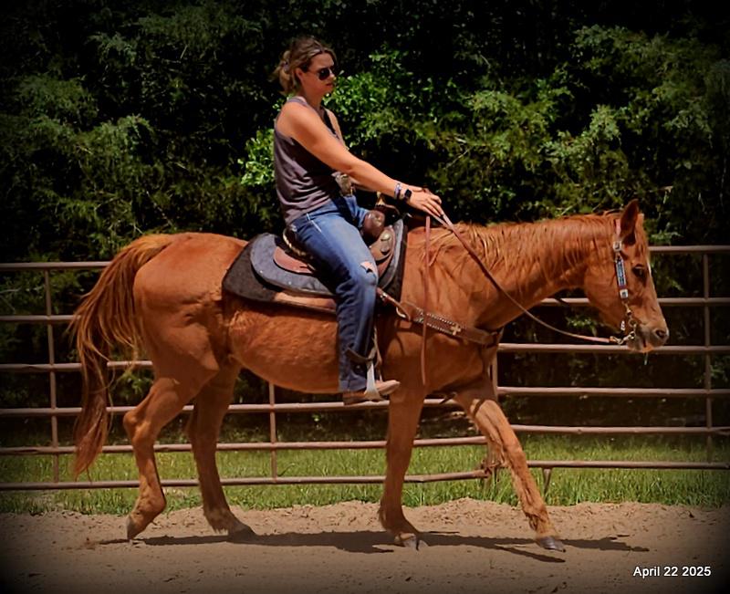 Belle’s Story: A Heart That Never Gave Up
