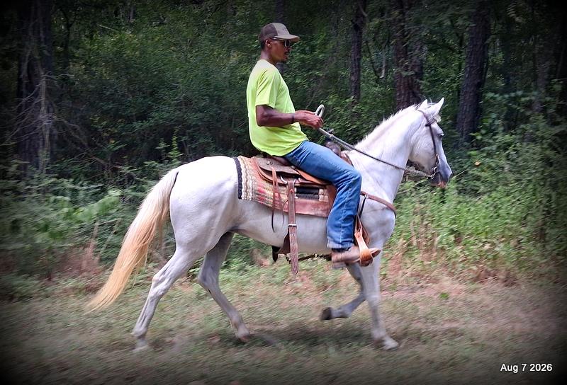 💚Wisp • Beginner Safe, Smooth & Dependable Trail Mare💚