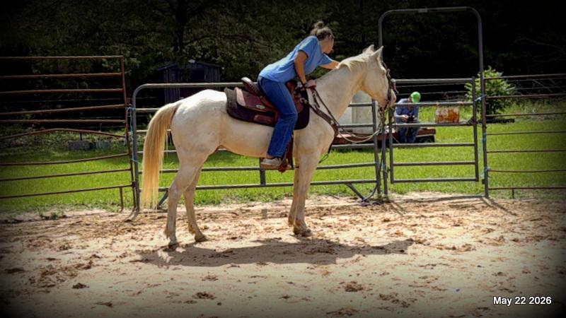 💚Prince💚Meet Prince: Your Dream Riding Partner! 👑