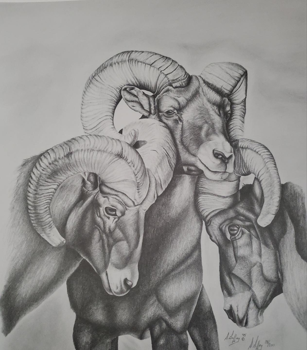Triple Rams