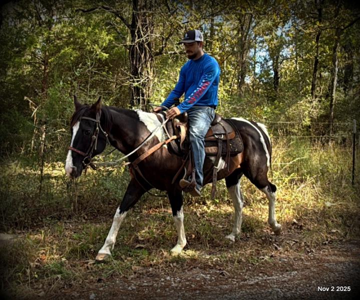 🧡Ragan🧡🎄 ✨ A Christmas Dream Horse Looking for Her Forever Home ✨ 🎄