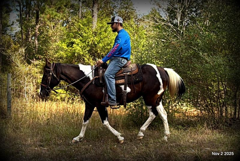 🧡Ragan🧡🎄 ✨ A Christmas Dream Horse Looking for Her Forever Home ✨ 🎄