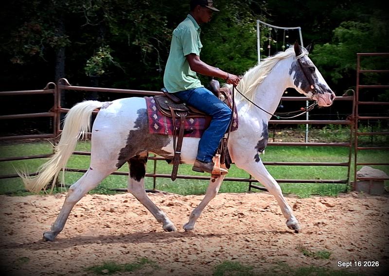 💚 Cosmo | Kid-Safe Spotted Gaited Gelding