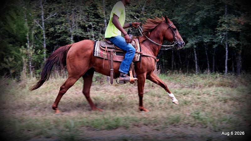 💛🐴 Scarlet • Ranch Experienced, Trail Ready & Ready to Ride💛