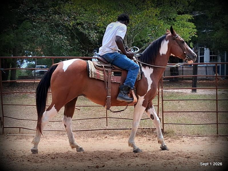 💛 🐴 Milly • Beginner Safe, Confident & Smooth Trail Mare💛