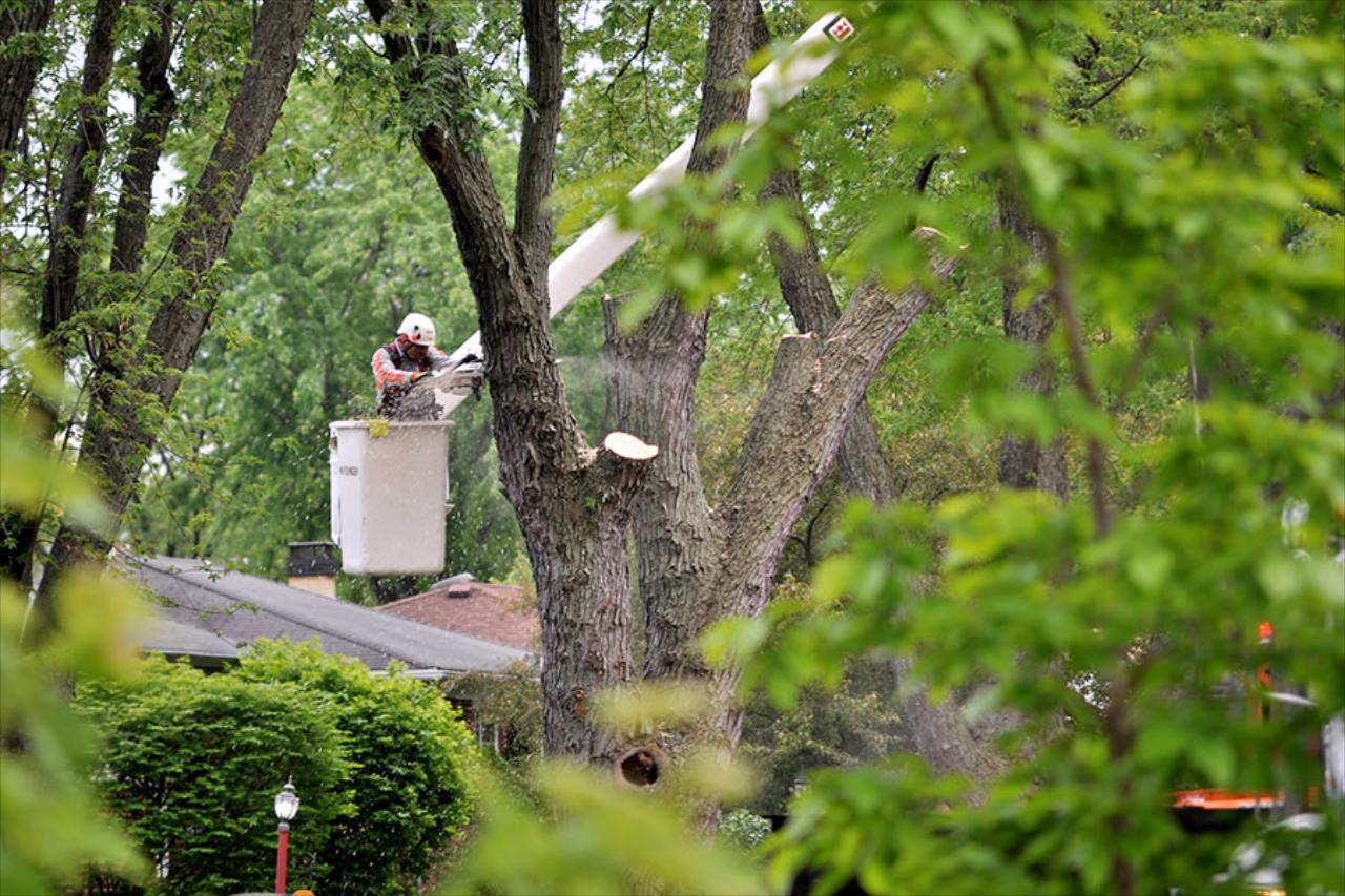 Tree Trimming