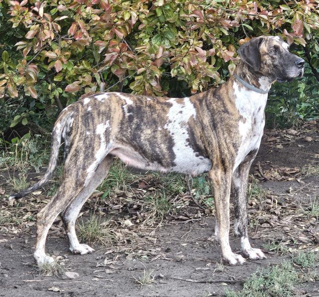 Reese x Duke Puppies