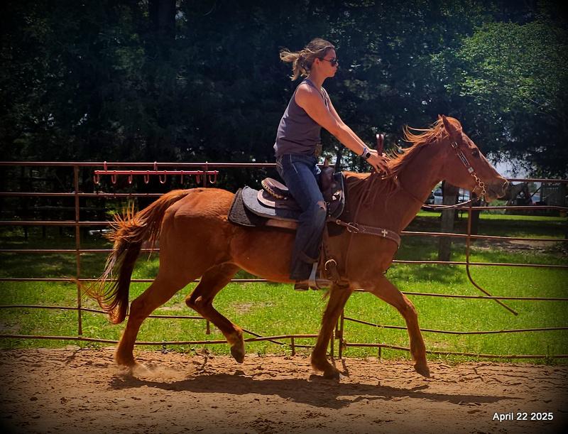 Belle’s Story: A Heart That Never Gave Up