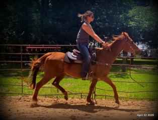 Belle’s Story: A Heart That Never Gave Up