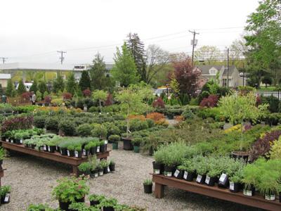 Perennials