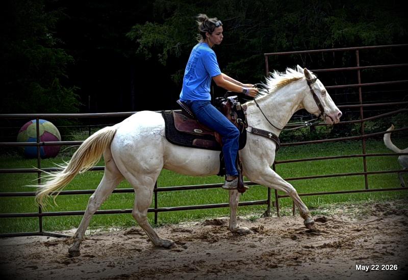 💚Prince💚Meet Prince: Your Dream Riding Partner! 👑