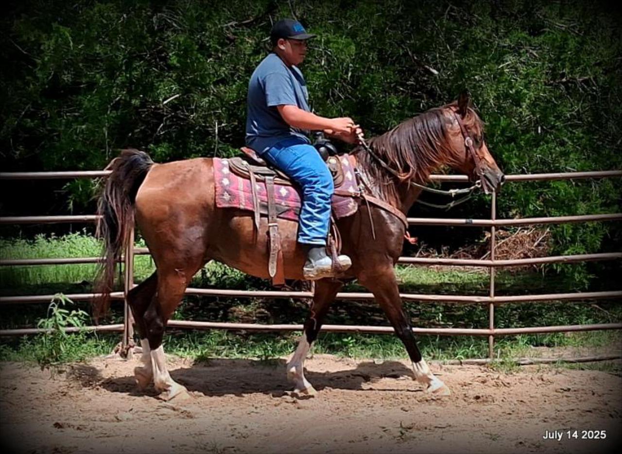 Cash- 11 Year Old Arabian Cross