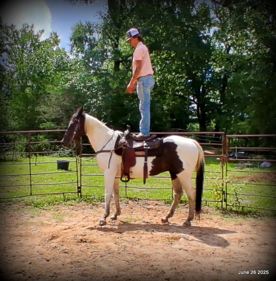 Meet Patrick – The Perfect Family Gelding!