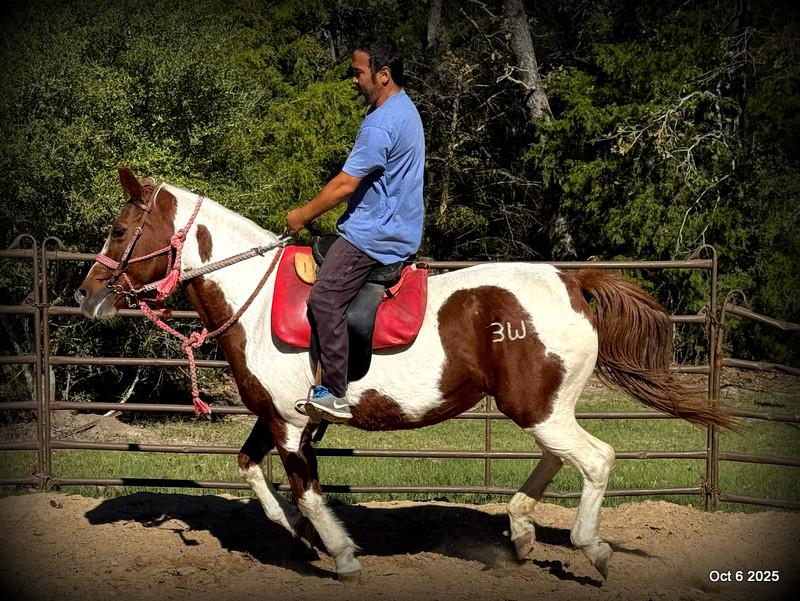 Jazzy – A Warrior Seeking Her Second Chance