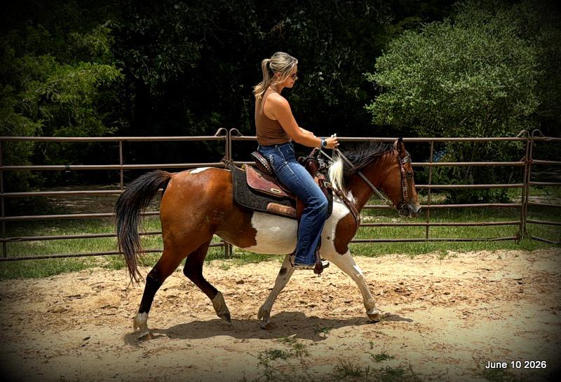 🧡Coca🧡Solid, Sensible Trail Mare 🌟
