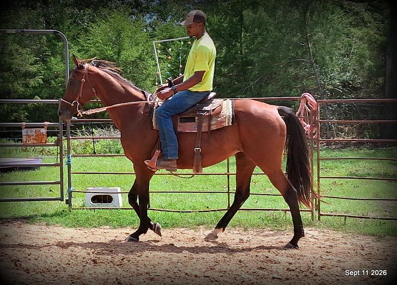 🧡 Jessica’s Beauty | Registered Standardbred Mare🧡