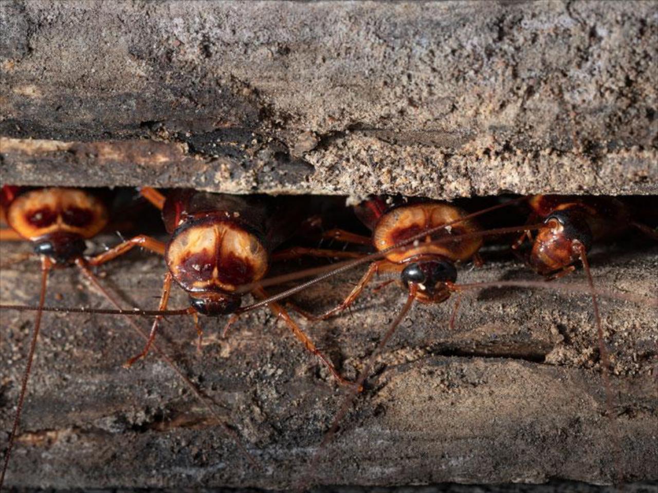 ROACH CONTROL SERVICE IN GREATER FORT MYERS, FL